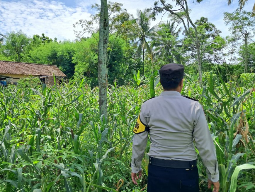 Tak Hanya Tanam, Polisi Ikut Kawal Hasil Pertanian Warga